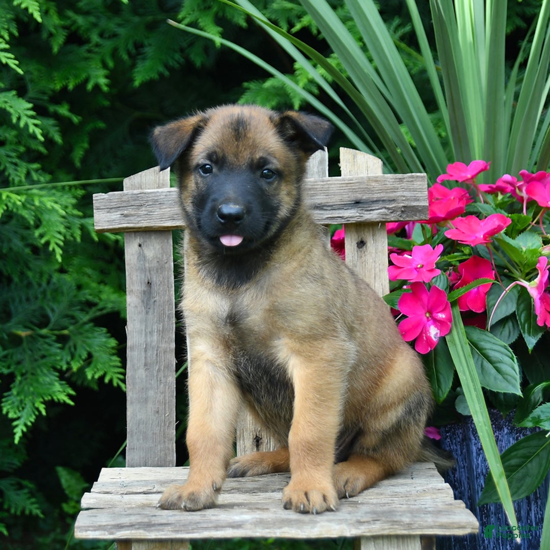 Belgian Malinois dogs for sale: Belgian Malinois 9 puppies - Image 16