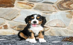Miniature Bernese Mountain Dog dogs for sale: Holly - Image 1