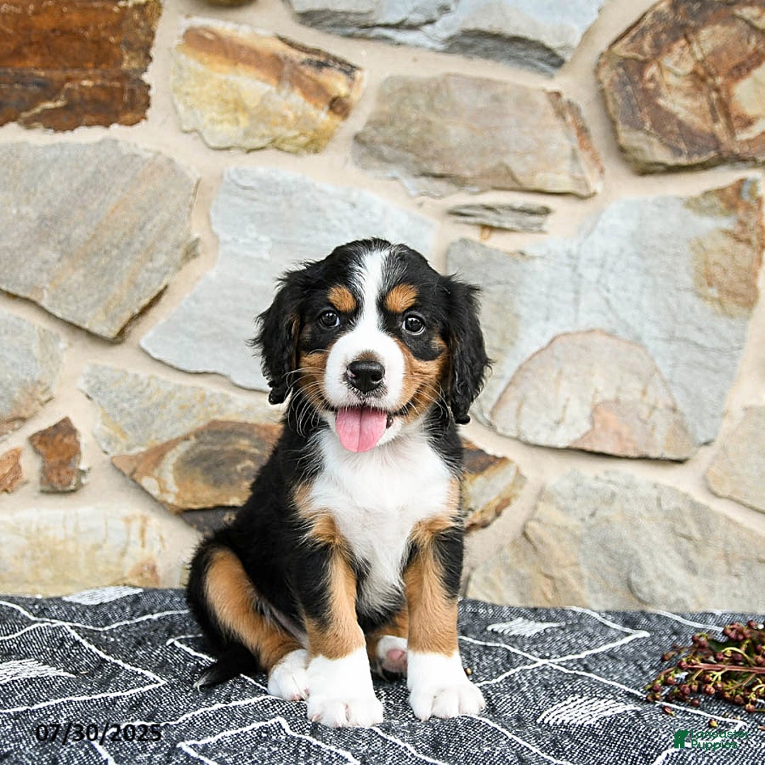 Miniature Bernese Mountain Dog dogs for sale: Holly - Image 1