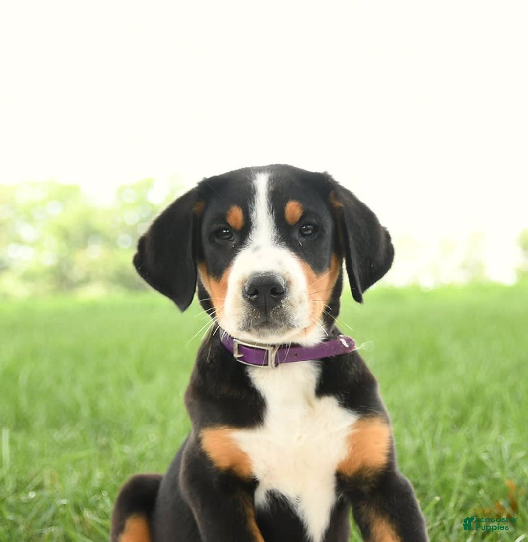 Greater Swiss Mountain Dog dogs for sale: Hunter - Image 7