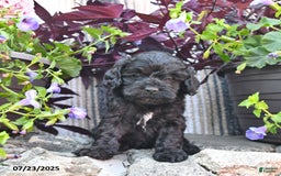 Cockapoo dogs for sale: Cockapoo 9 puppies - Image 1