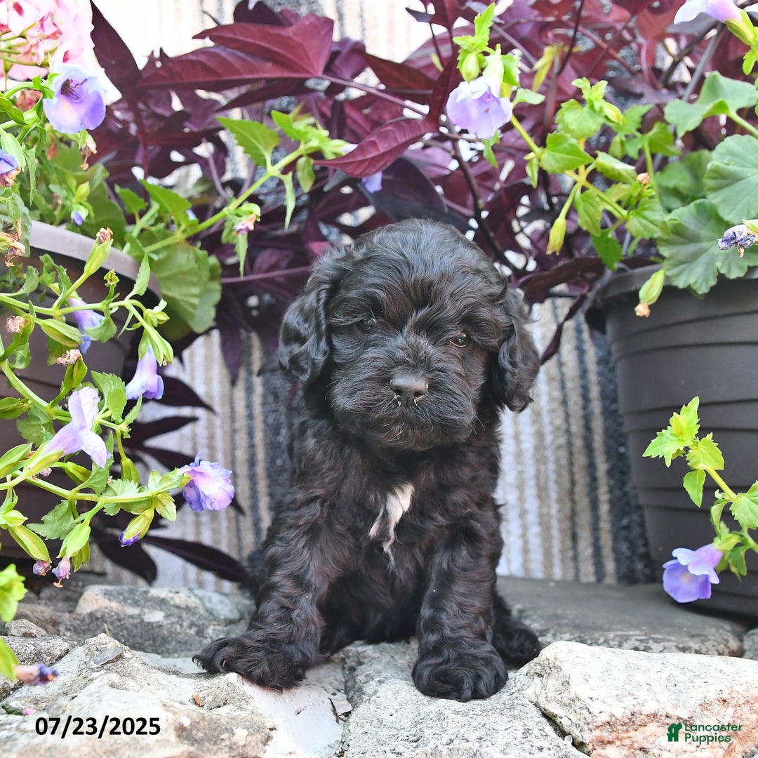 Cockapoo dogs for sale: Cockapoo 9 puppies - Image 1