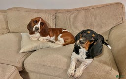Basset Hound dogs for sale: Ruby - Image 5