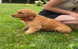 Golden Retriever dogs for sale: Gunther - Image 1
