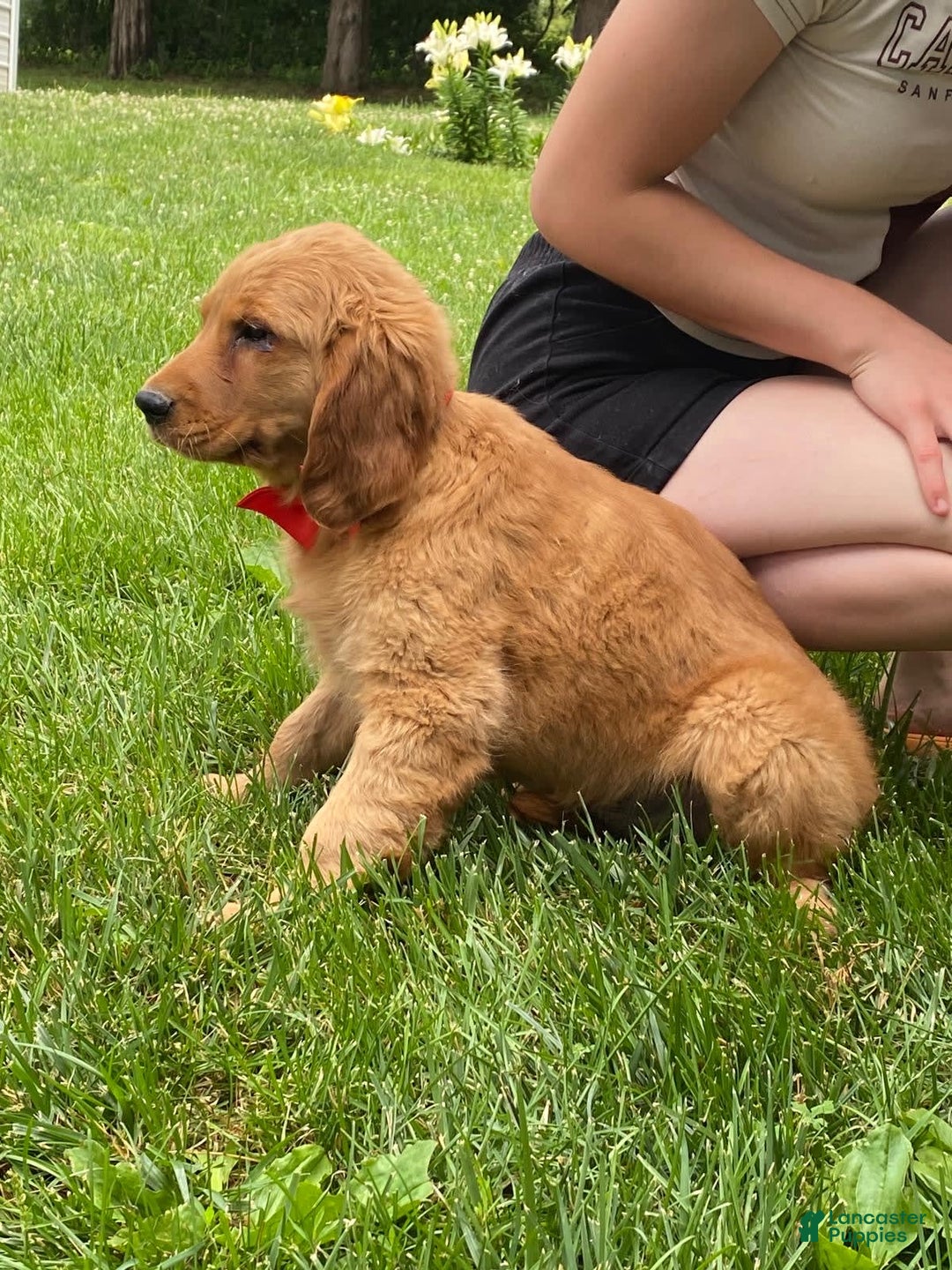 Golden Retriever dogs for sale: Gunther - Image 1
