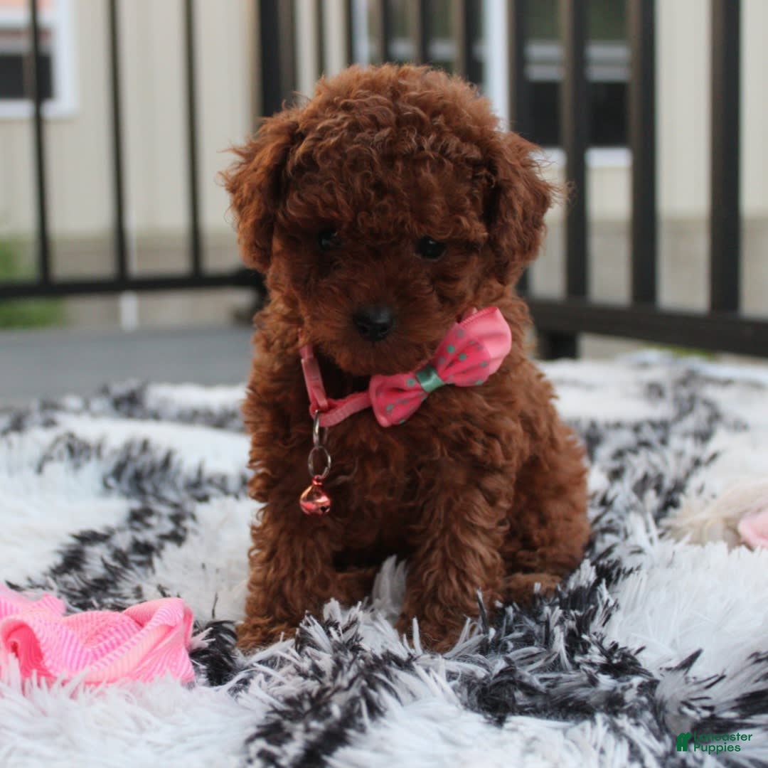 Toy Poodle dogs for sale: Honey - Image 11