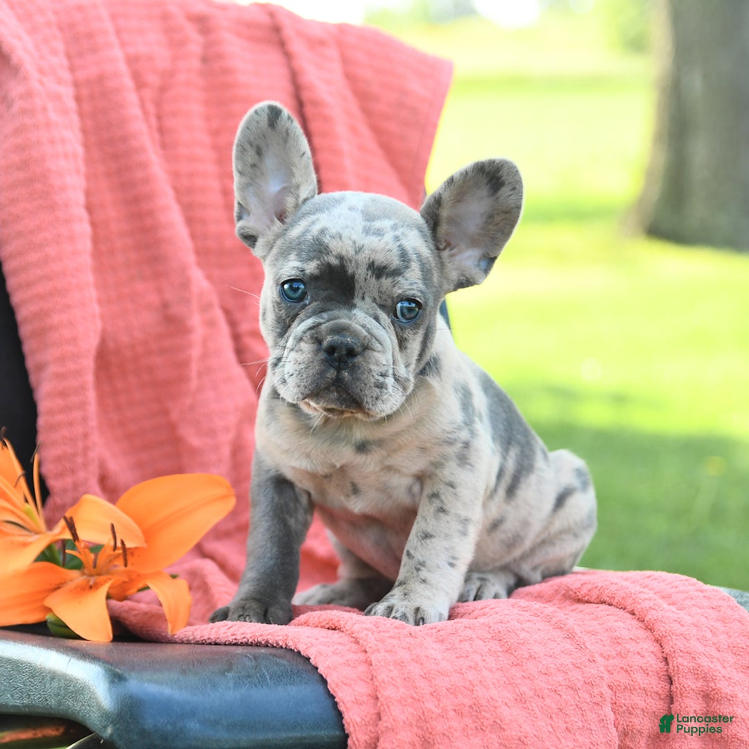 French Bulldog dogs for sale: Josie - Image 3