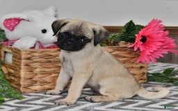 Pug dogs for sale: Frisky - Image 1