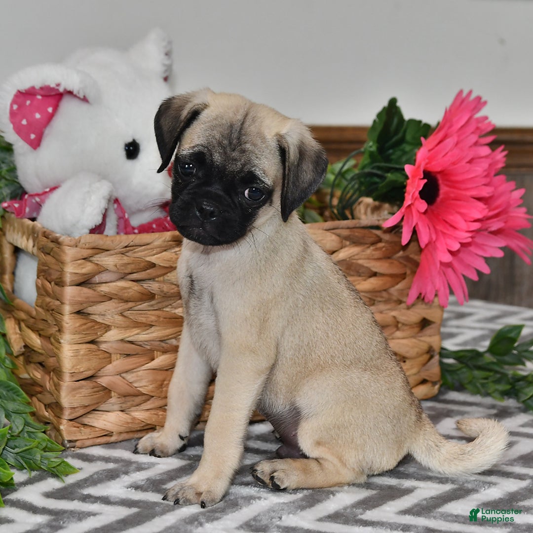 Pug dogs for sale: Frisky - Image 1