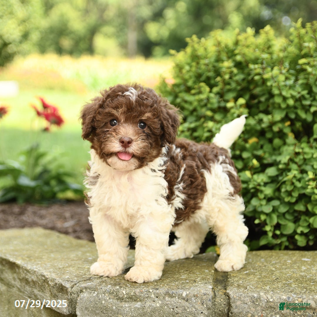 Havapoo dogs for sale: Leo - Image 2