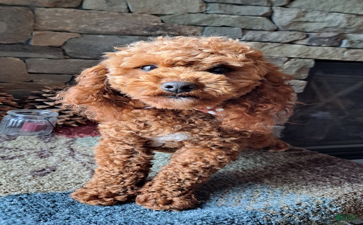 Miniature Poodle dogs for sale - Ad 1