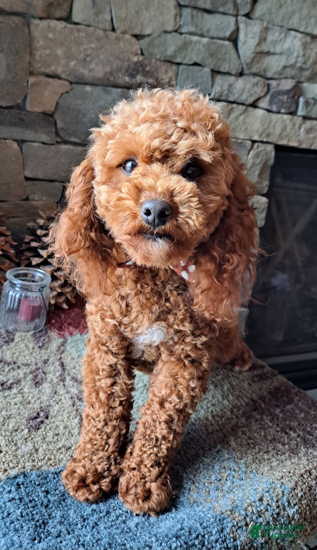 Miniature Poodle dogs for stud: Rusty Knight of Eagles Wings - Image 4