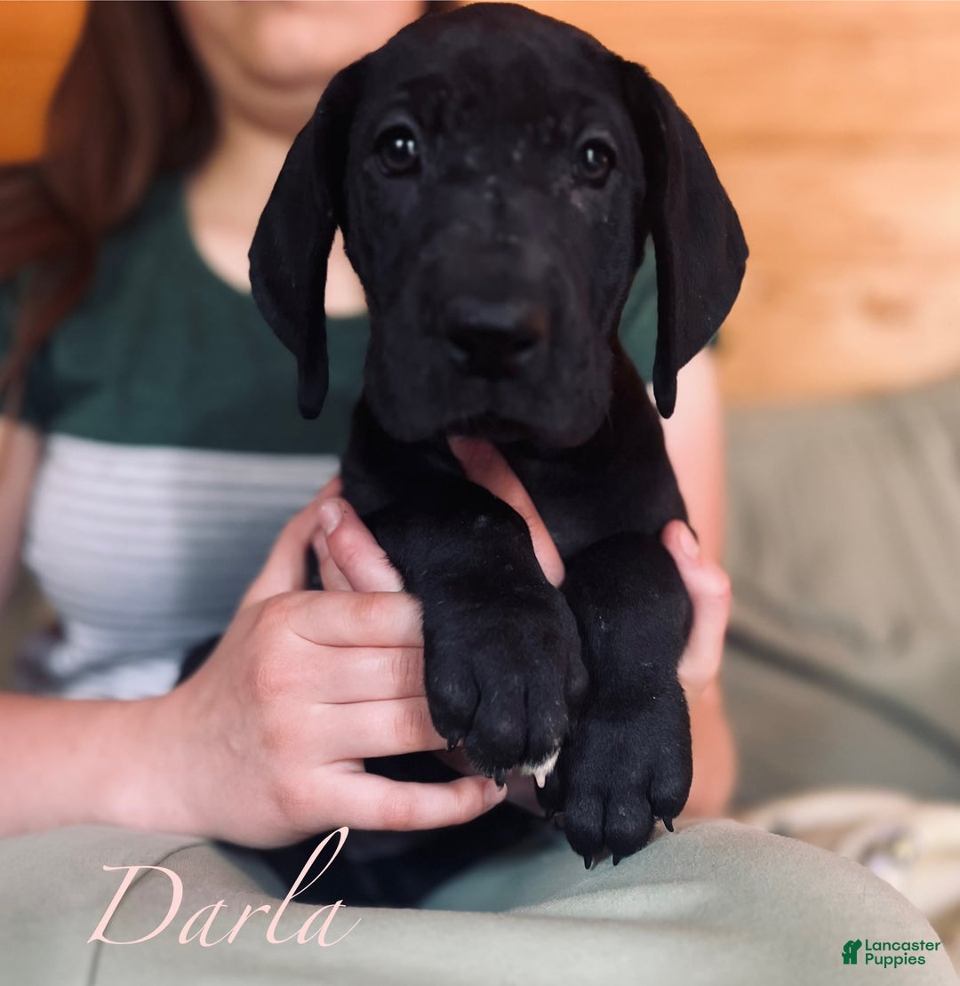 Great Dane dogs for sale: Darla - Image 18