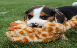 Beagle dogs for sale: Kylo - Image 20