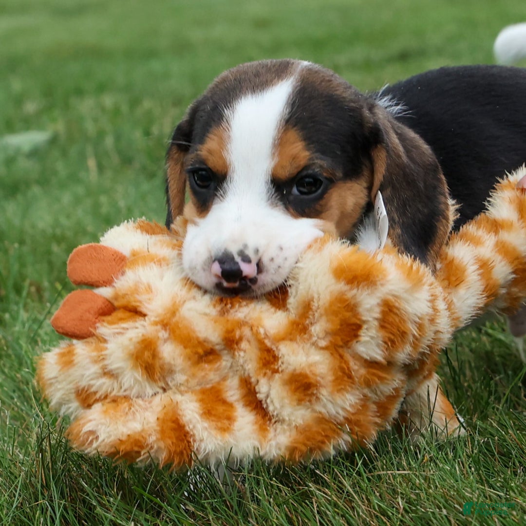 Beagle dogs for sale: Kylo - Image 20