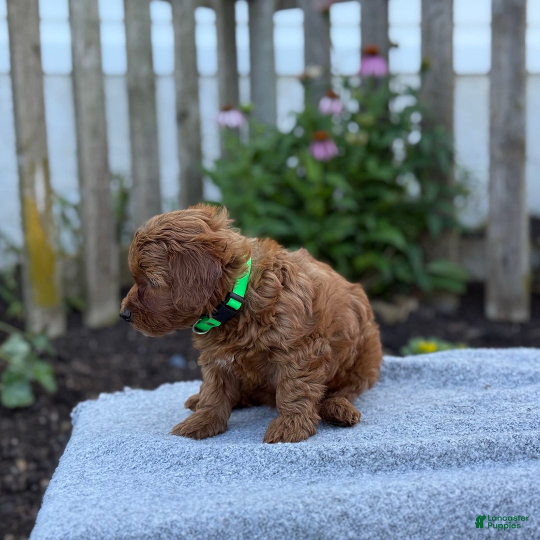 Toy Poodle dogs for sale: Jinger - Image 8