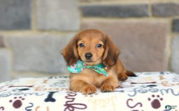 Miniature Dachshund dogs for sale: Queenie - Image 5