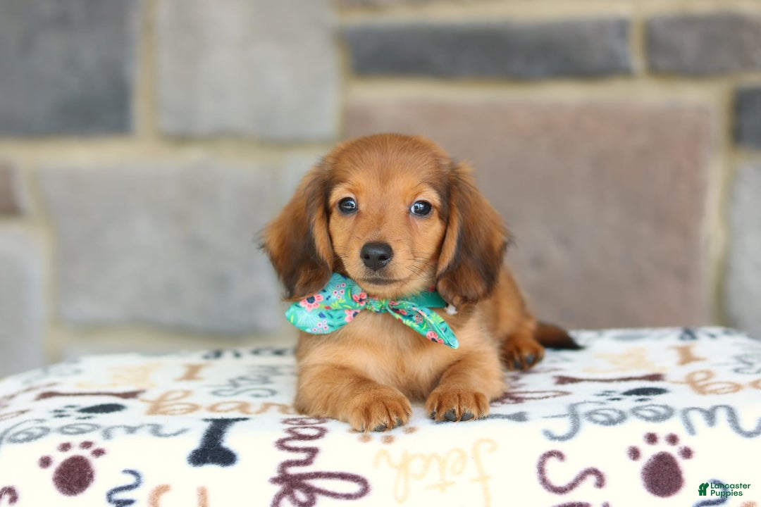 Miniature Dachshund dogs for sale: Queenie - Image 5