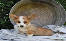 Welsh Corgi Pembroke dogs for sale: Aspen - Image 5