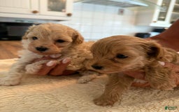 Maltipoo dogs for sale: Tracy - Image 1