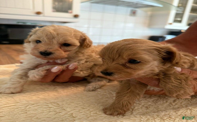 Maltipoo dogs for sale - Ad 2