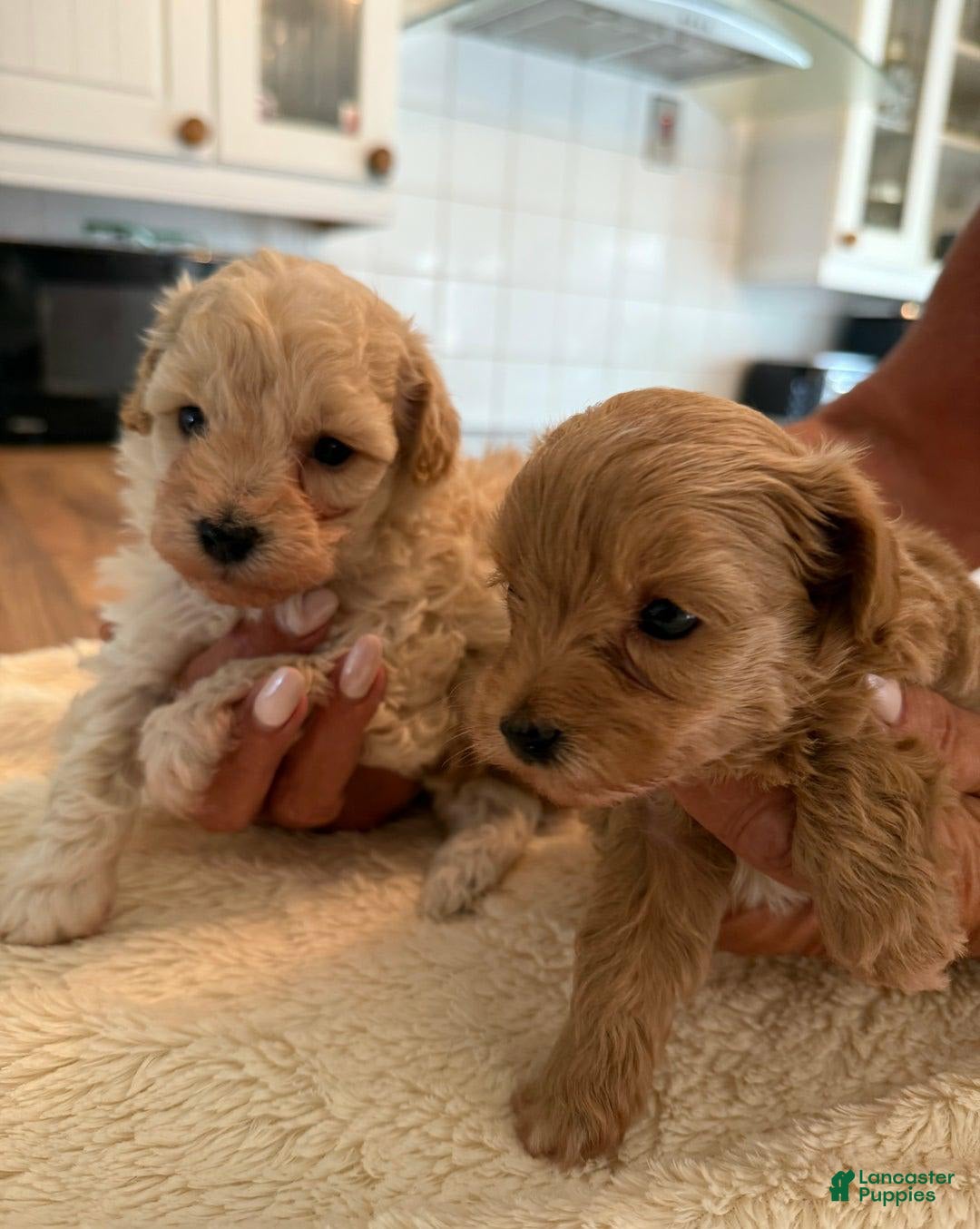 Maltipoo dogs for sale: Tracy - Image 1