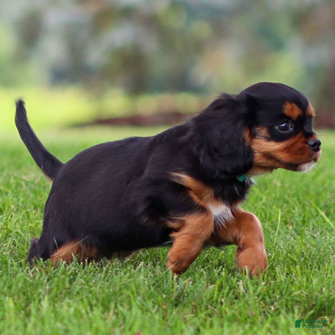 Cavalier King Charles Spaniel dogs for sale: Rocky - Image 12