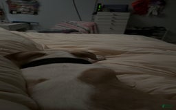 American Pit Bull Terrier dogs for sale: Milo - Image 3