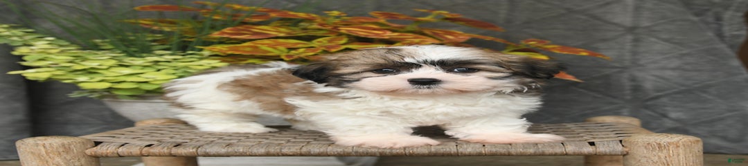 Piper