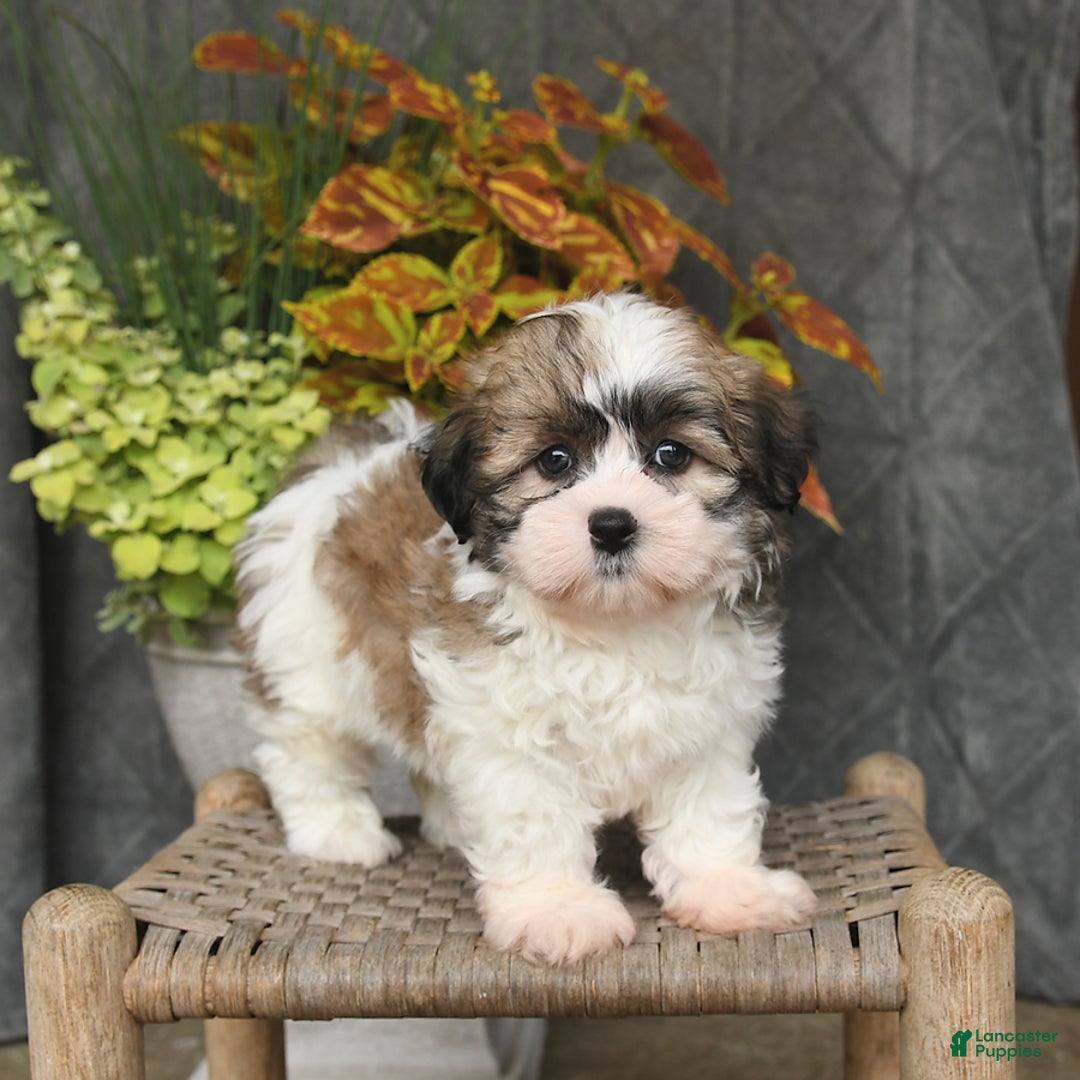 Malshi dogs for sale: Piper - Image 2