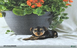 Yorkshire Terrier dogs for sale: Kona - Image 5
