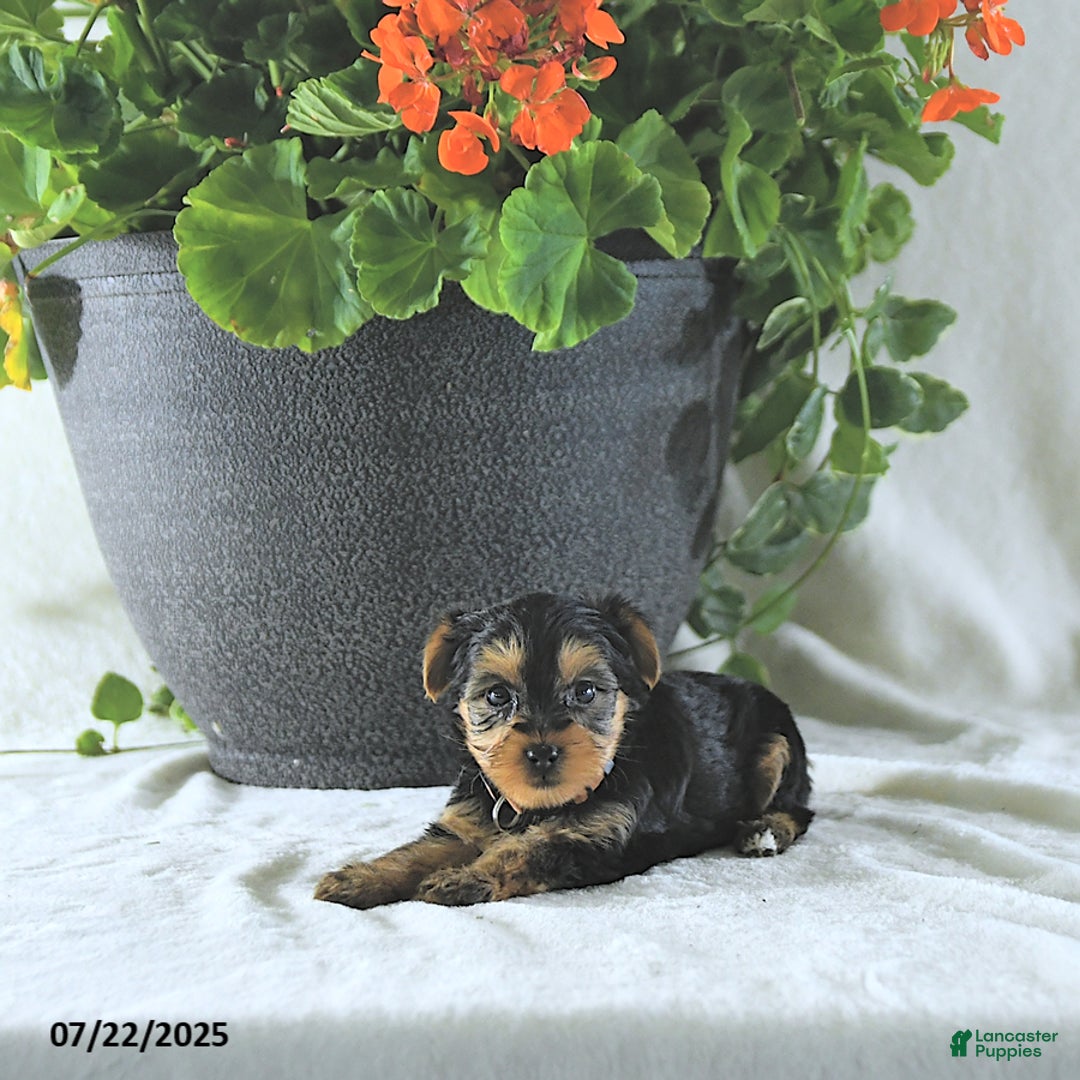 Yorkshire Terrier dogs for sale: Kona - Image 5