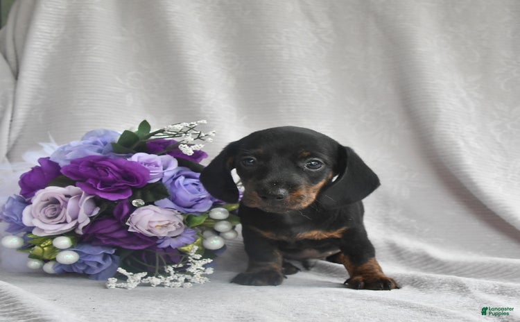 Dachshund dogs for sale - Ad 5