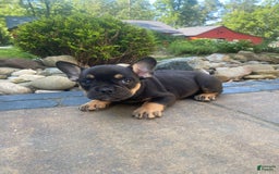French Bulldog dogs for sale: Minnie - Image 2