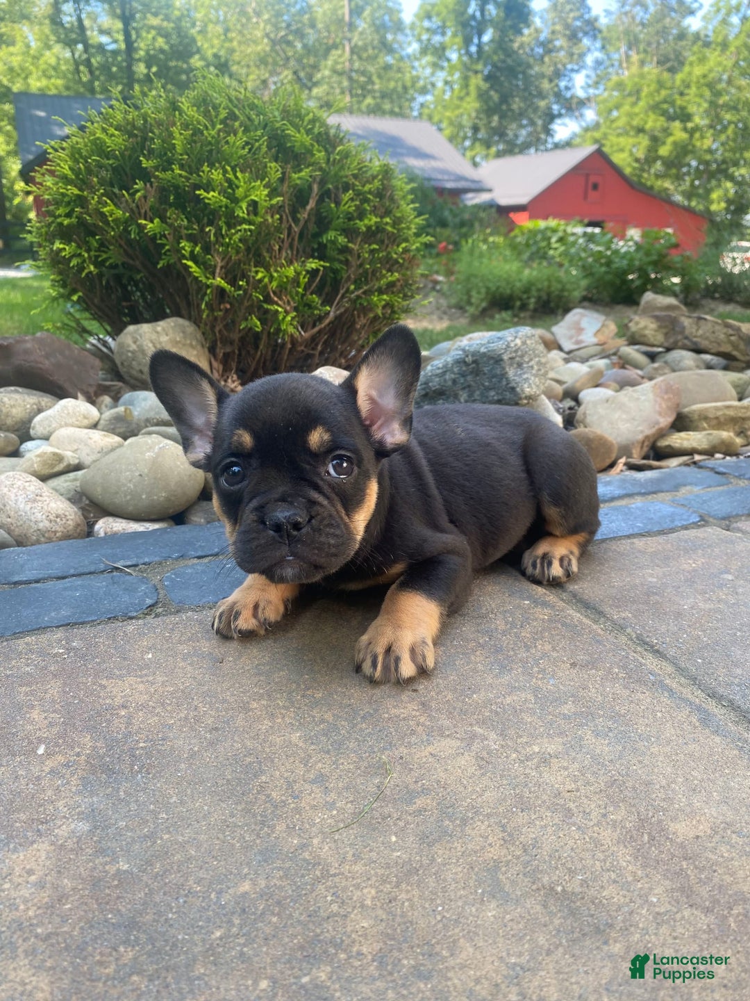 French Bulldog dogs for sale: Minnie - Image 2