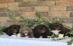 Newfoundland dogs for sale: Vance - Image 3