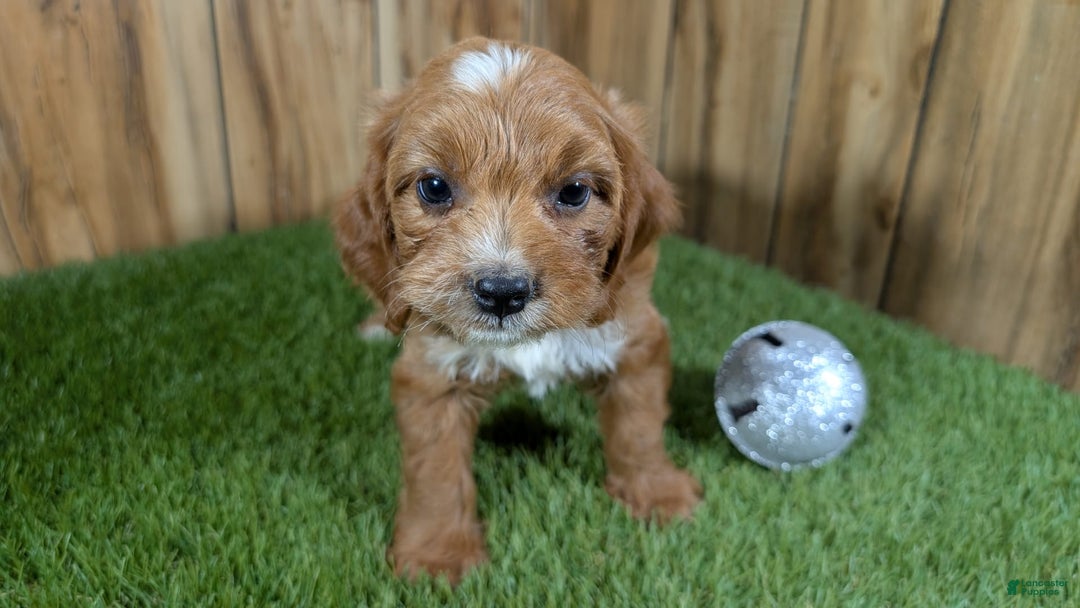 Cavapoo dogs for sale: Honeycomb Girl 9 - Image 7