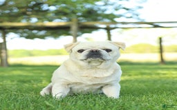 Pug dogs for sale: Penelope - Image 7