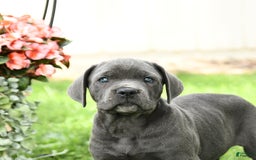 Cane Corso dogs for sale: Bronco - Image 5
