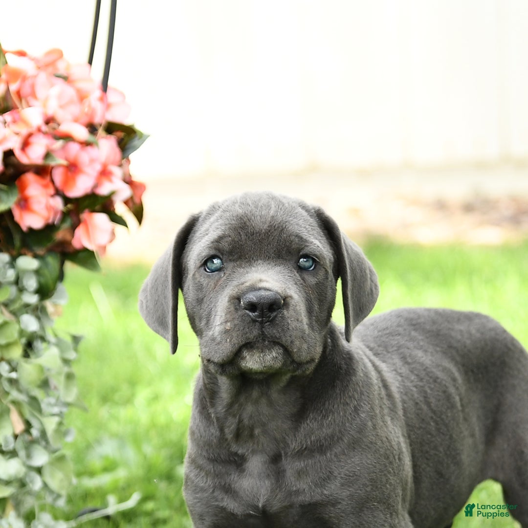 Cane Corso dogs for sale: Bronco - Image 5
