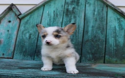 Welsh Corgi Pembroke dogs for sale: Lexi - Image 11