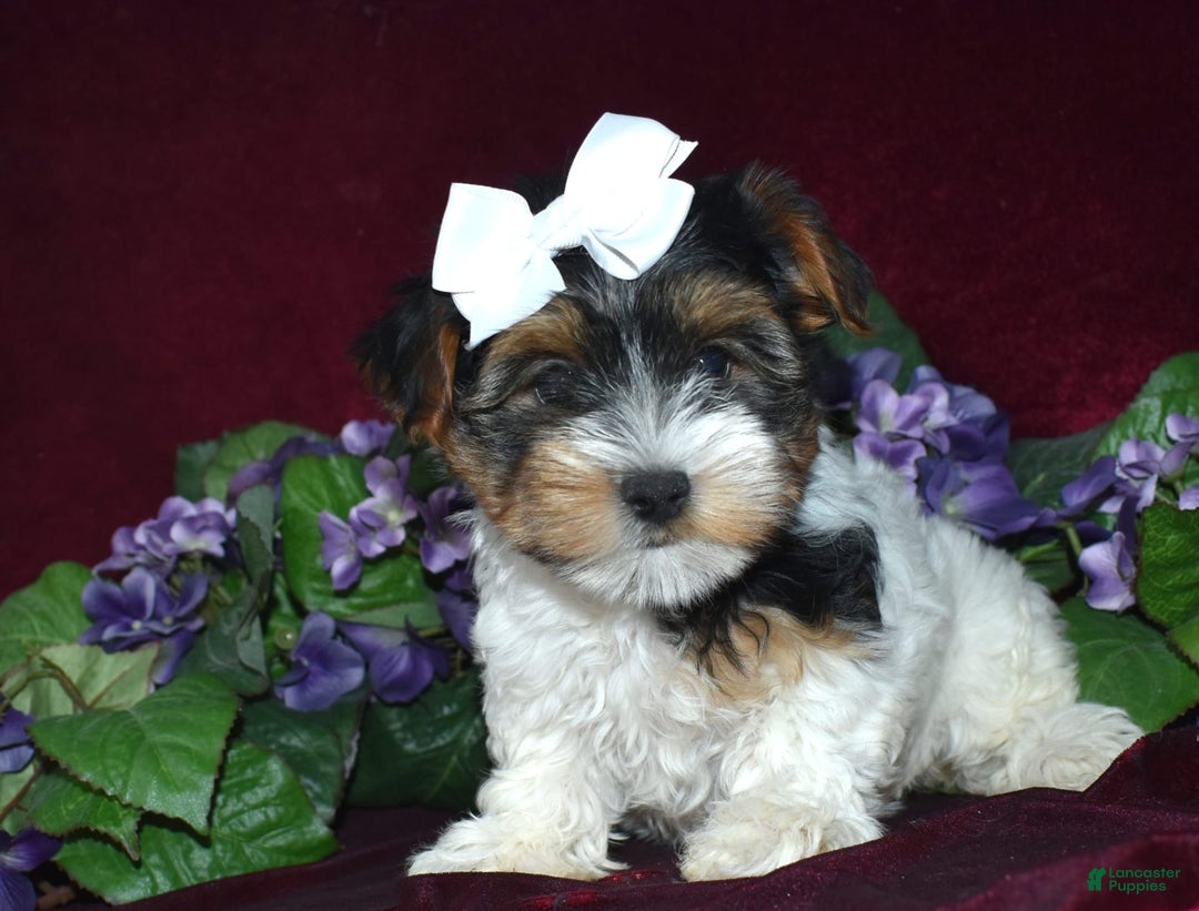 Yorkshire Terrier dogs for sale: Miss Bella - Image 2