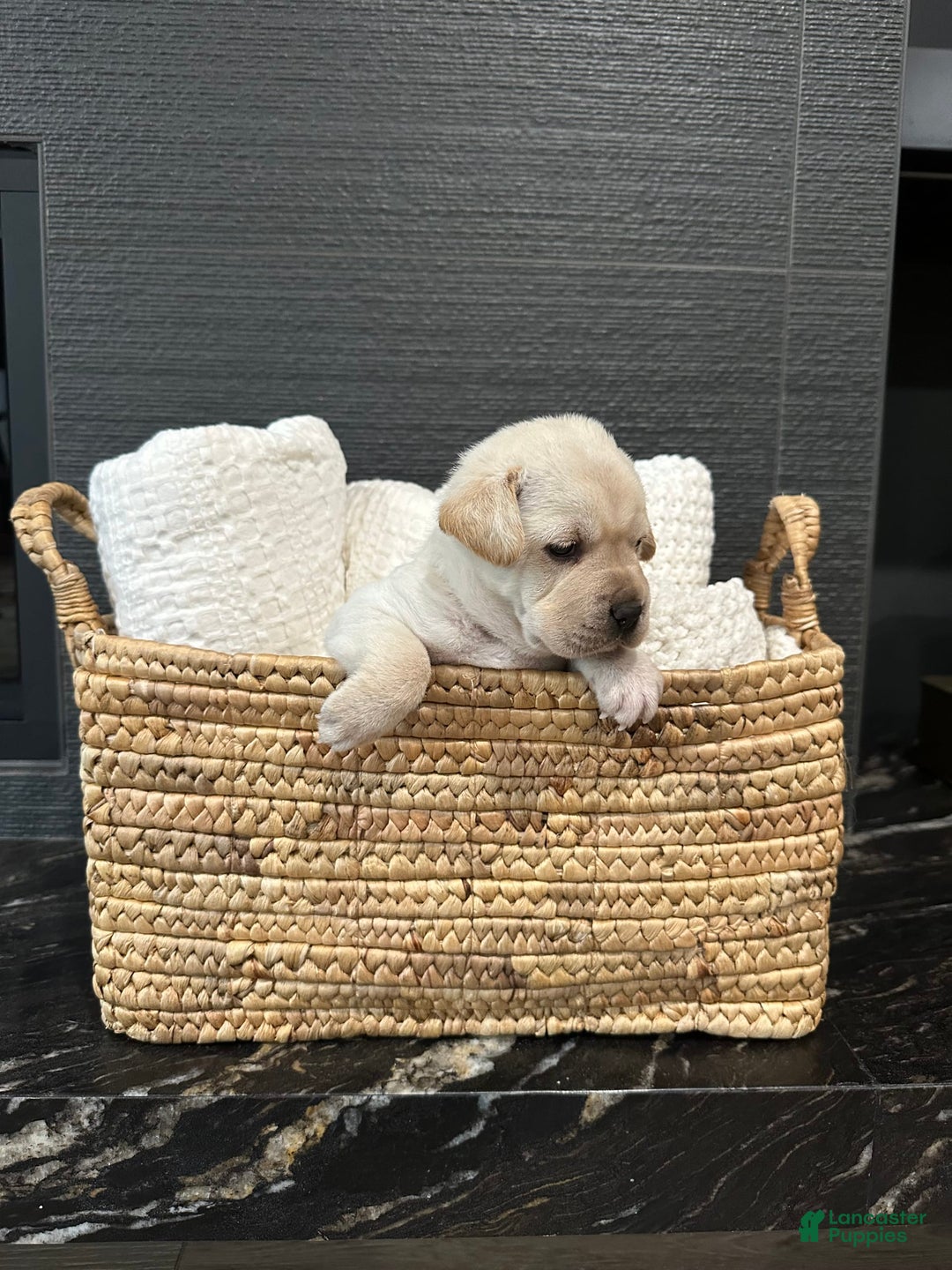 Mini Hippo dogs for sale: Dasher - Image 2