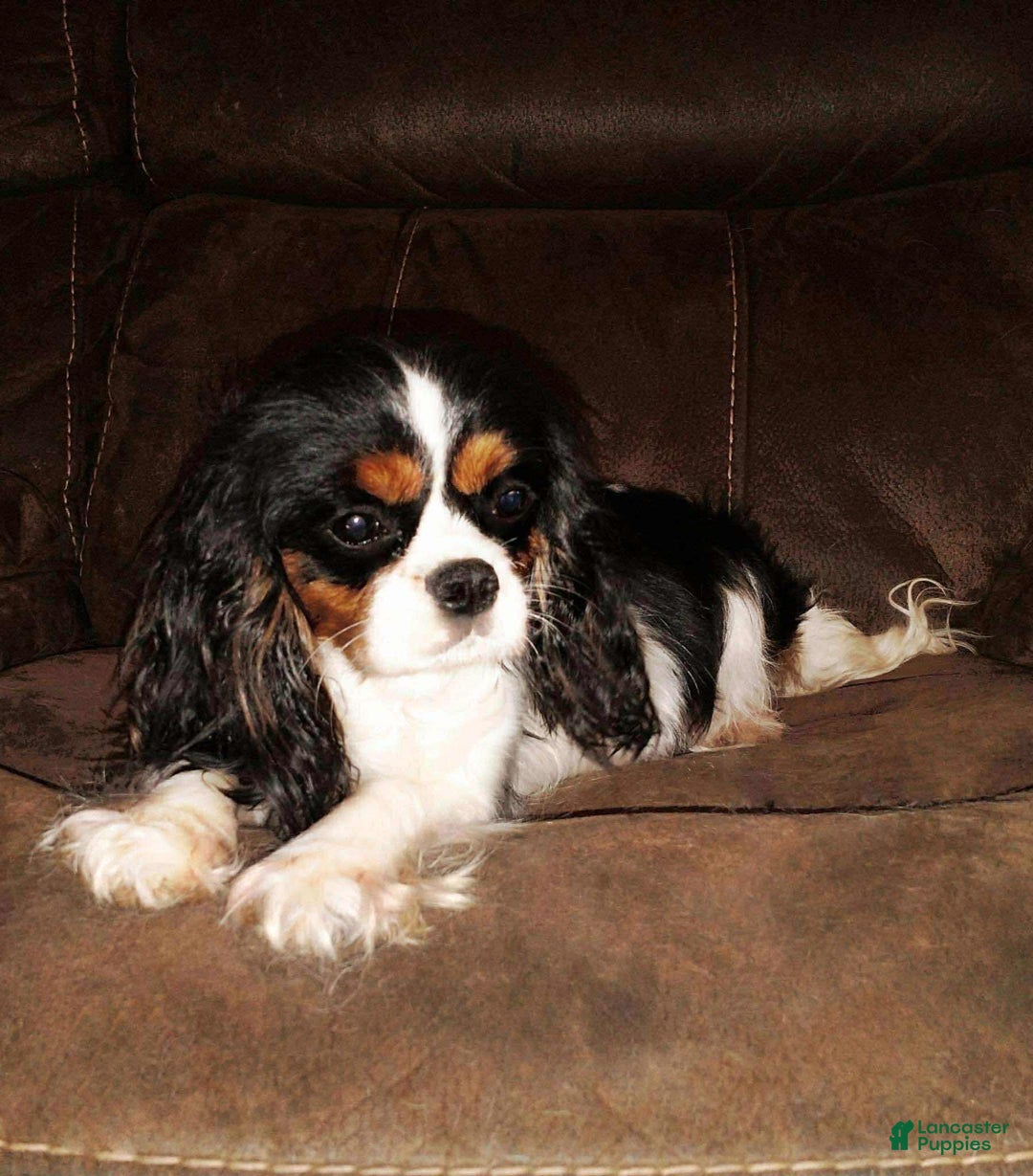 Cavalier King Charles Spaniel dogs for sale: Harlen - Image 14