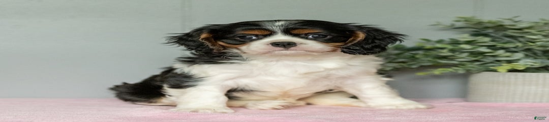 Lilly