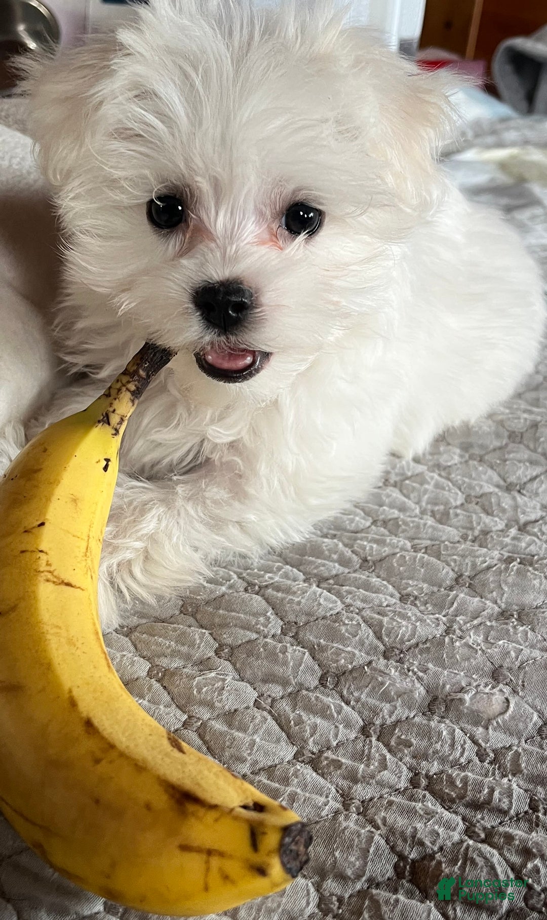 Maltese dogs for sale: Tutie - Image 18