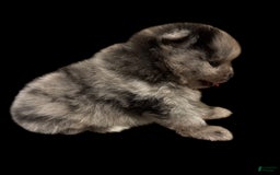 Pomeranian dogs for sale: Dotty - Image 11
