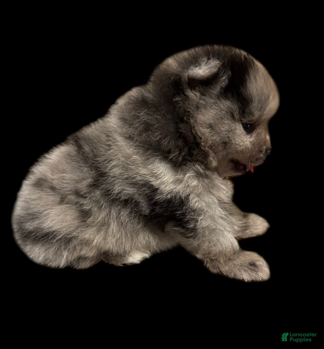 Pomeranian dogs for sale: Dotty - Image 11