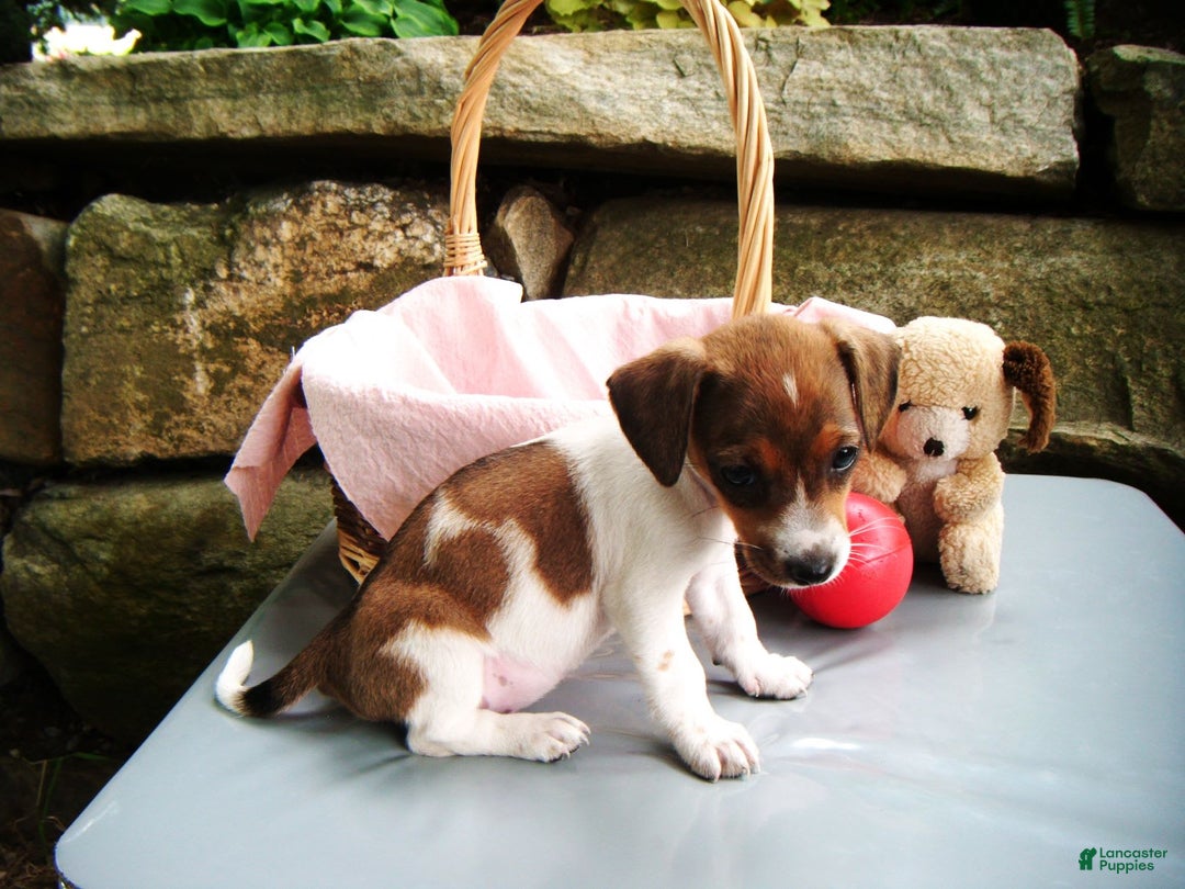Jack Russell Terrier dogs for sale: Sparkles - Image 7