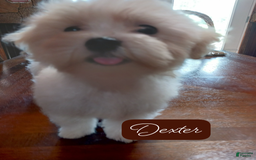 Malshi dogs for sale: Dexter - Image 2
